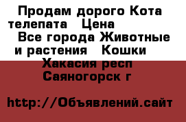  Продам дорого Кота-телепата › Цена ­ 4 500 000 - Все города Животные и растения » Кошки   . Хакасия респ.,Саяногорск г.